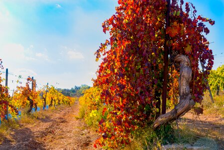 Color beaucaire red photo