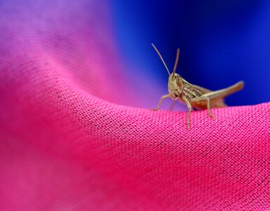 Rest insecta coloring