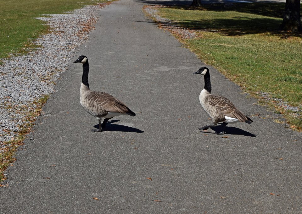 Animal group nature