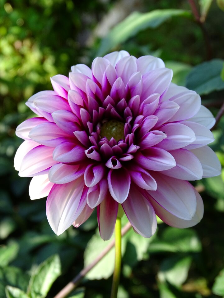 Blossom bloom dahlia flower