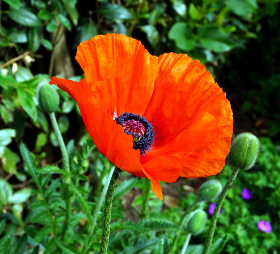 Poppy plant garden