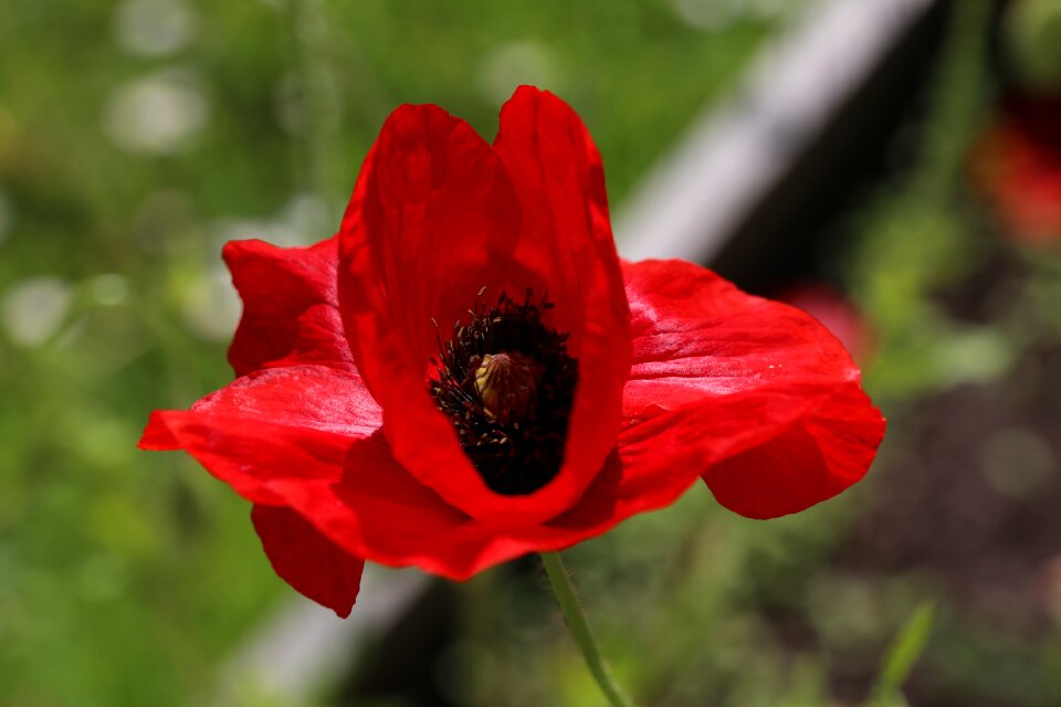 Garden outdoor poppy