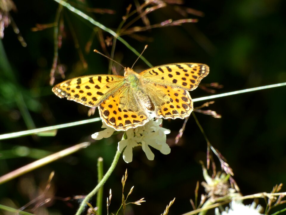 Mountain meadow summer