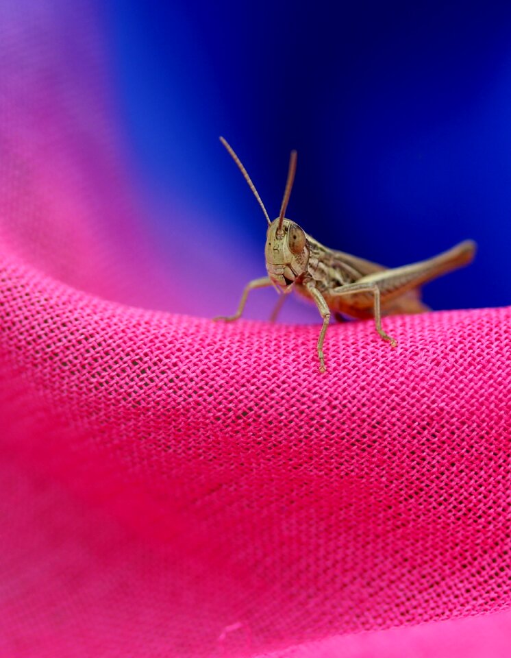 Rest insecta coloring