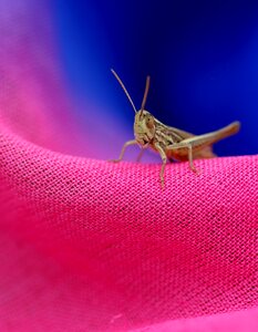 Rest insecta coloring