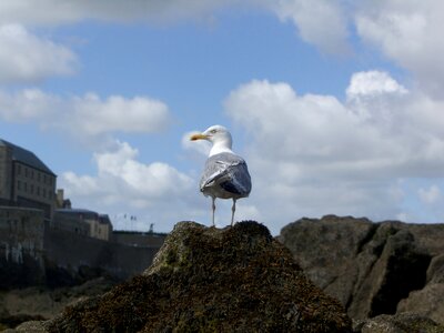 Brittany st-malo france photo