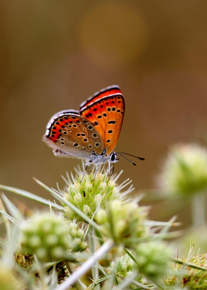 Insecta flower coloring