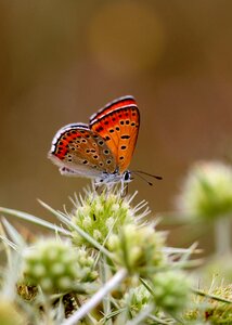 Insecta flower coloring
