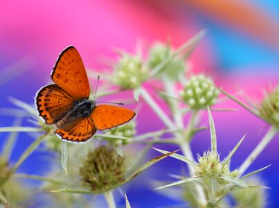 Insecta flower coloring