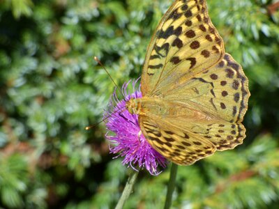 Floral pollen summer insect