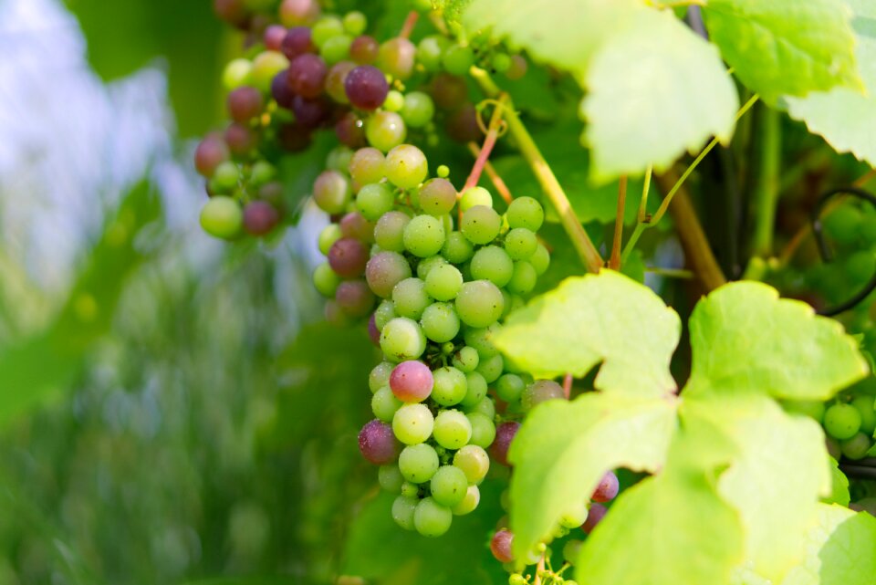 Healthy fruit winegrowing