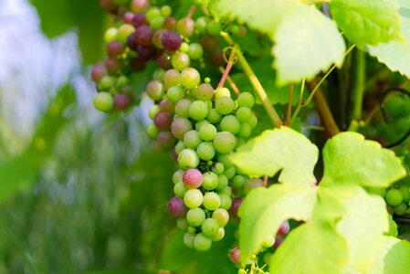 Healthy fruit winegrowing photo