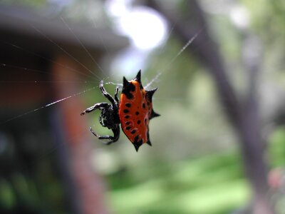 Nature web colorful