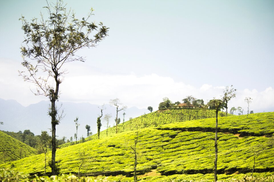 Field agriculture grass