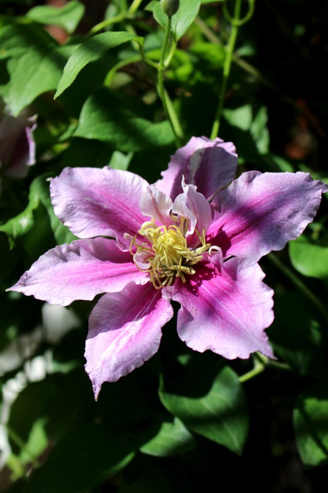 Purple blossom bloom photo