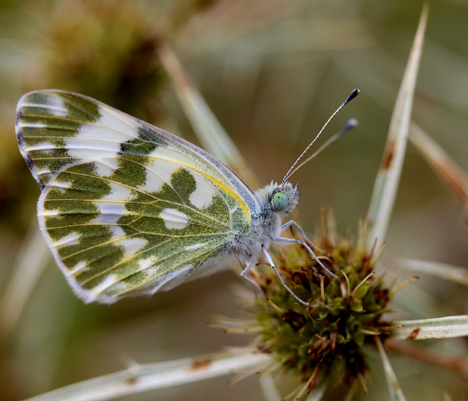 Insecta wings plant