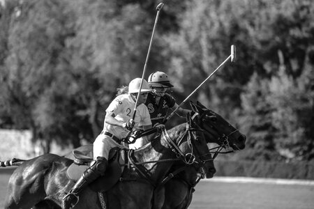 Polo sport gallop horses running photo