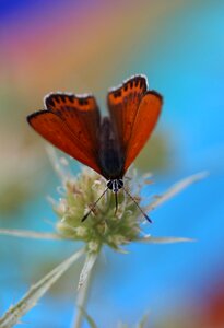 Insecta flower coloring