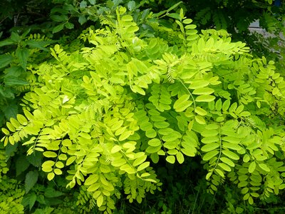 Nature greens green
