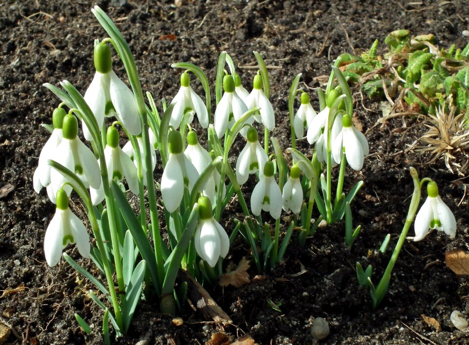 Snowdrops nature leaf