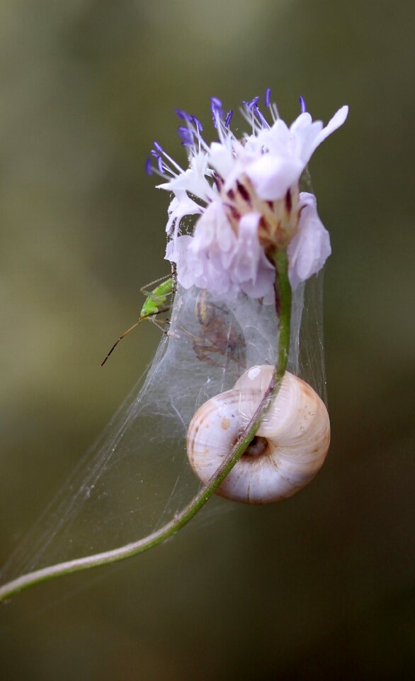 Spider web spider nature