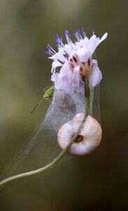Spider web spider nature