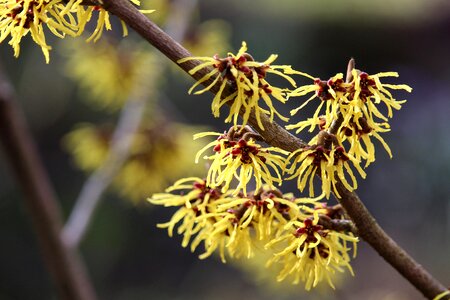 Bloom bush garden photo