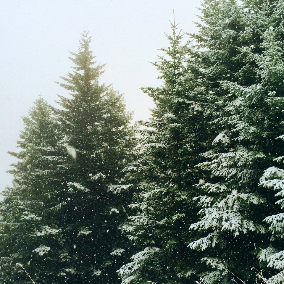 Pine snow winter