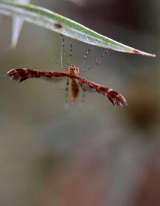 Insecta leaf coloring