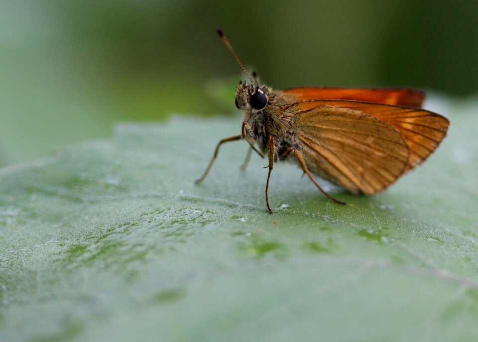 Insecta leaf coloring