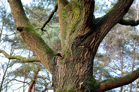 Tribe oak autumn