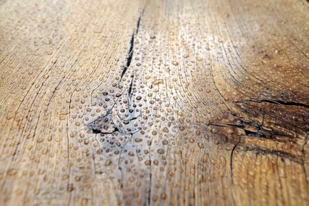 Board oak texture