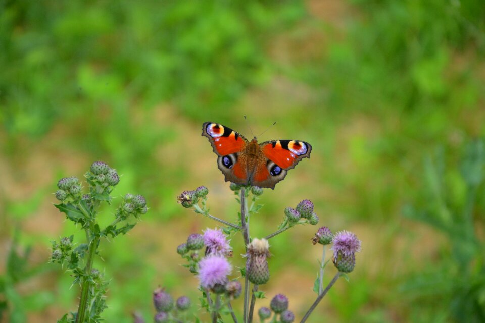 Wings thistle flower nature