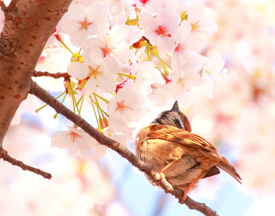 Cherry blossoms bird seasonal