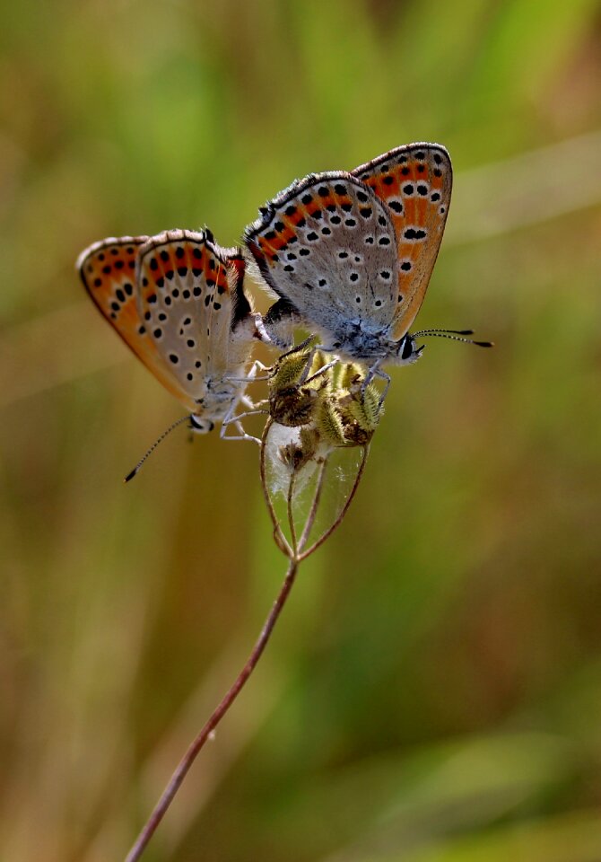 Red wings insecta
