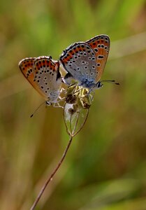 Red wings insecta photo