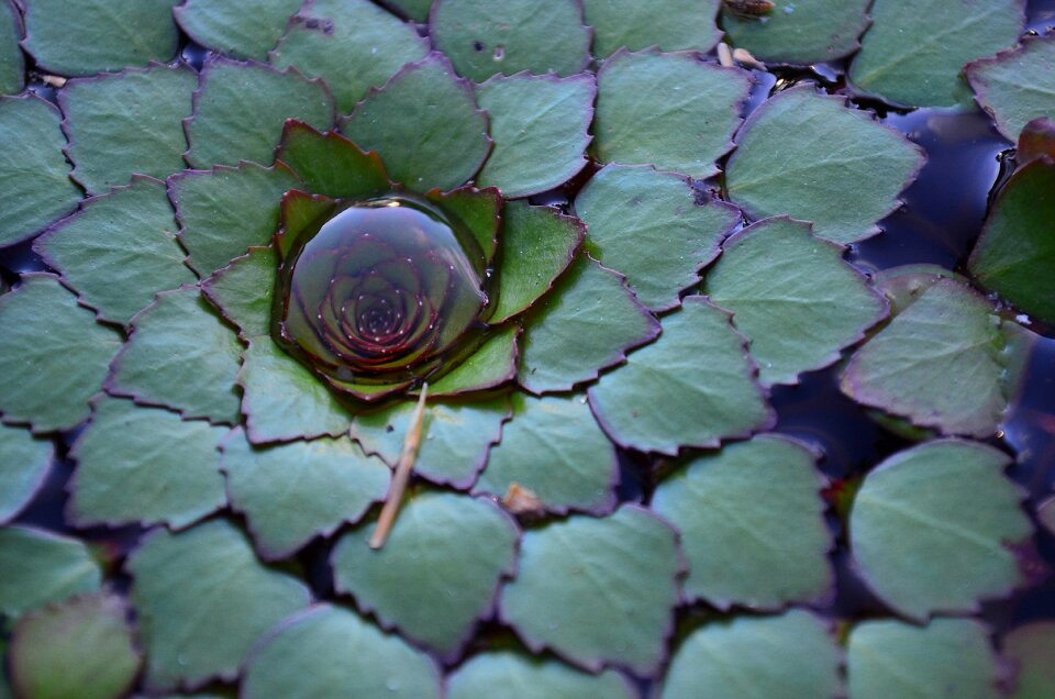 Raindrop pond flower leaf