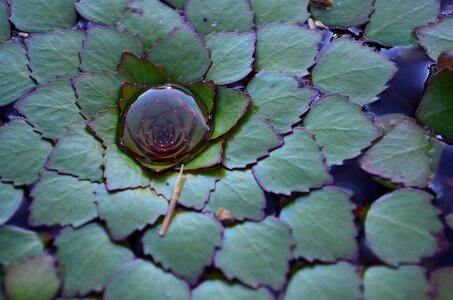 Raindrop pond flower leaf