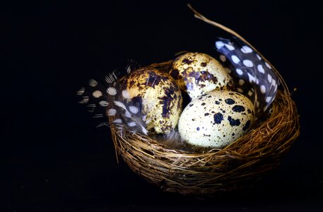 Speckled feather easter photo