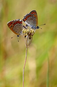 Red wings insecta photo