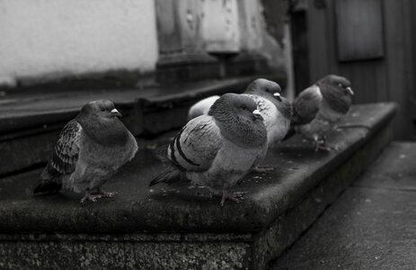 Entrance concrete nature dove
