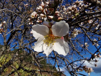 Plant season almond tree photo