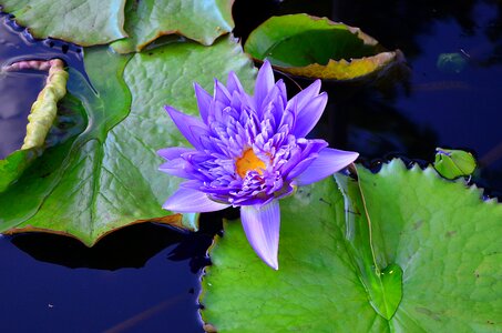 Pond pond flower botanical garden photo