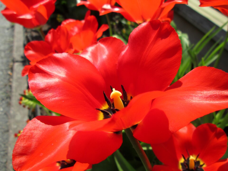 Early summer red red tulip
