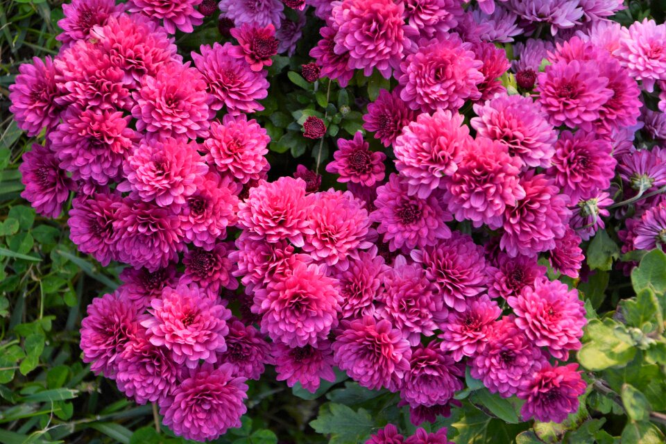 Flowers chrysanthemum natural colors