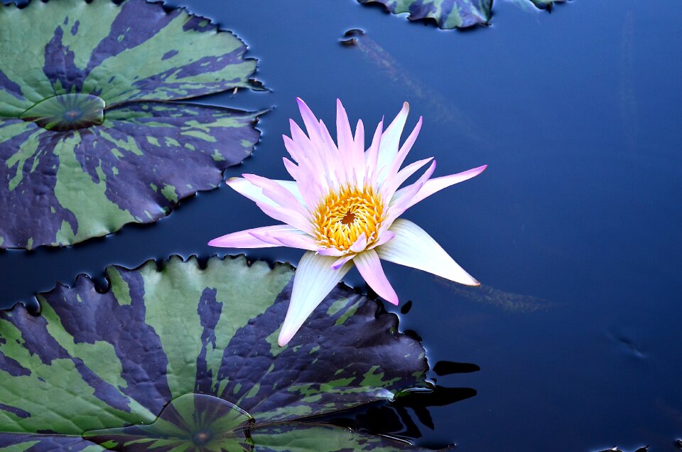 Bloom pond exotic flower