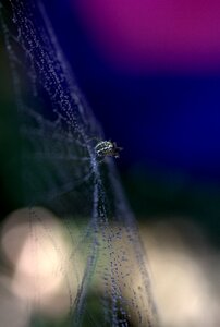 Hooked arachnid dew photo