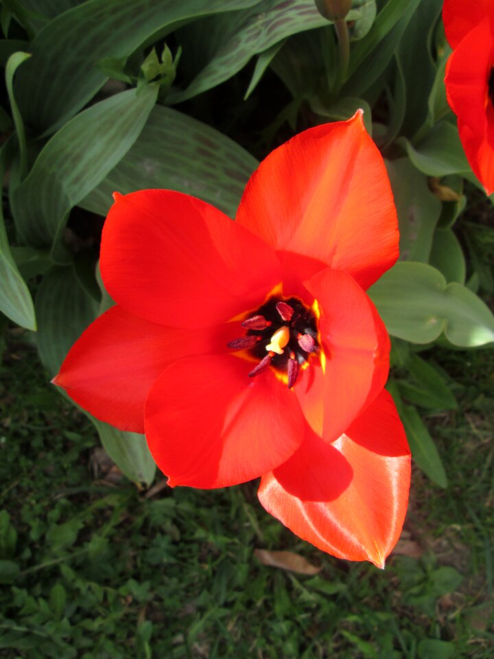 Early summer red red tulip