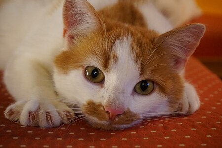 Fur cat's eyes moustache