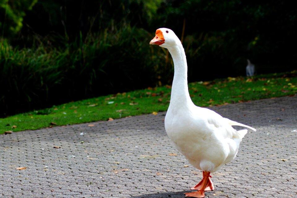 Duck animals poultry